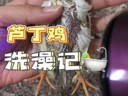 如何给芦丁鸡洗澡安排起来#芦丁鸡 #芦丁鸡养殖 #网红鸡 #我们一起来养鸡 #芦丁鸡日常