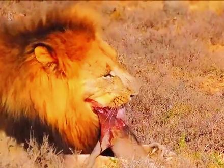 为什么人类不吃生肉? #科普