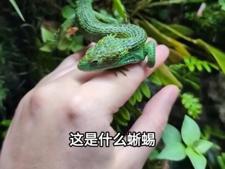 蜥蜴的品级及科普🦎#爬宠 #科莫多巨蜥 #蜥蜴 #爬宠日常
