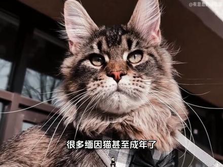 缅因猫:看似霸道总裁 实则小娇妻 #缅因猫 #哈基咪 #猫咪 #猫咪的迷惑行为 #动物科普