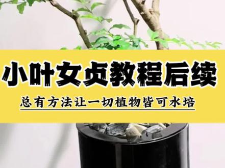 小叶女贞水培教程之后的生长状态来了, 水培小叶女贞的水生根位置,达到了我水培教程的预期,集中在靠下的基部生根,我已经使用定植篮加石子完成了水面定植,真正做到了仅水生根系入水,杆子在水面之上,实践才是硬道理,前面发的水培小叶女贞教程是根据本人16年水培研究管理经验总结。这种水面定植的造型是不是很好看,你喜欢吗?欢迎使用AI的知识来抬杠挑战我,你赢不了我,要不要来试一试?#水培植物 #水培先生 #小叶女贞 #爱生活爱养花 #扦插