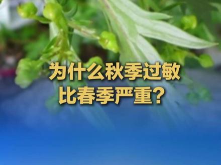 为什么秋季过敏比春季严重?#中新健康