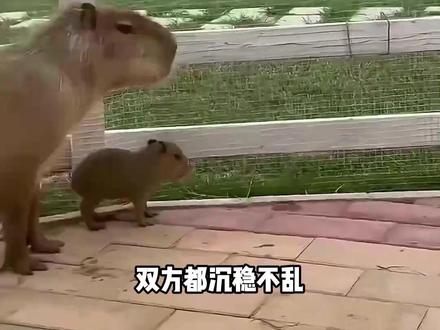 卡皮巴拉和鳄鱼的关系 #卡皮巴拉 #鳄鱼 #动物科普