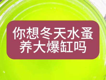 你们冬天养水蚤了吗#观背青鳉 #养鱼日记