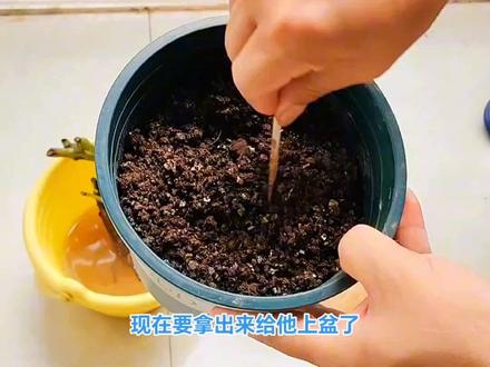 玫瑰老桩要如何才能种活它呢?这个玫瑰老桩泡了一天一夜的生根水和多菌灵,今天就给他上盆栽了。种活玫瑰老桩的核心就是要给他保湿,保湿的方法有很多,一般是采用套袋法。我这里为了方便就剪了个可乐瓶罩上去,效果是一样的。如果你也买了玫瑰老桩,就跟老吴来学一学怎么种活它吧!#玫瑰 #月季 #玫瑰老桩 #种植小技巧 #阳台种植
