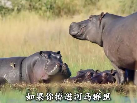灰熊vs河马:灰熊是陆地顶级掠食者,爪子一挥,能拍碎树干。河马是非洲水中霸主,一口下去,能把独木舟咬成碎片。这两个东西,哪个都不好惹。如果有一天,它们两个打起来,谁能赢?#科普 #灰熊 #河马 #动物世界