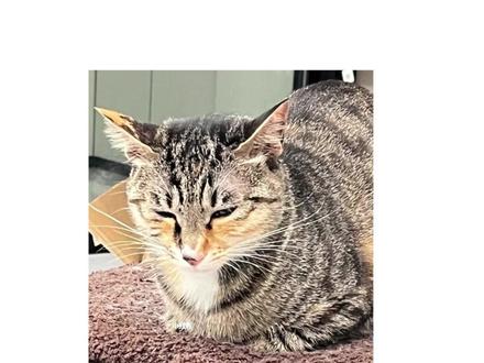 猫咪忍痛如何自查? #养猫经验分享 #科学养猫攻略 #宠物知识 #猫咪的迷惑行为 #新手养猫