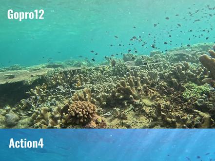 Gopro12 vs DJI Action4
你更喜欢哪一个?
#仙本那 #潜水 #action4 #dji大疆 #gopro12