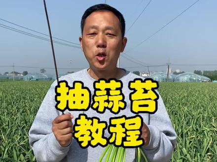 河南免费抽蒜苔最近很火,你会抽蒜苔吗?今天就教大家怎样抽出一根又长又嫩蒜苔的方法。#抽蒜苔 #我的乡村生活 #新农人计划2026 #返乡创业新农人