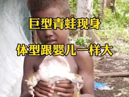 双手才能抱住的巨型青蛙,有点恐怖#水产养殖 #蛙 #动物