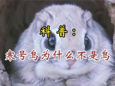 寒号鸟不是鸟?那它是什么动物?应家长要求,做了一版寒号鸟科普。#二年级上册语文 #寒号鸟不是鸟 #小学语文