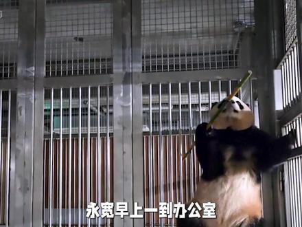 永宽表示又是被辉宝站在围栏上欢迎自己一天 #睿宝辉宝