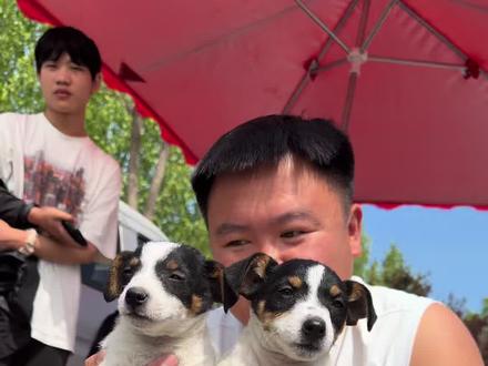 小马达杰克罗素梗 #萌宠出道计划 #萌宠推荐官 #杰克罗素梗