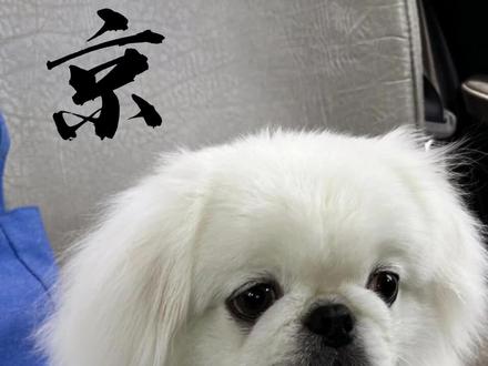 京巴犬,曾经|太后膝上宝