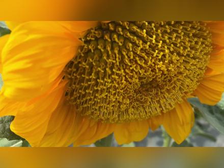 毛哥告诉你如何去鲊石村向日葵花海 1.市区自驾车往红格方向走,过巴拉河大桥沿村道直行3公里。
2.市区乘坐64路到金江火车站下车,步行到1000米到金江农贸市场下的码头花4块钱坐渡船过江即到。记得询问船老板渡船回航时间!
#攀枝花 #网红打卡地 #向日葵花海