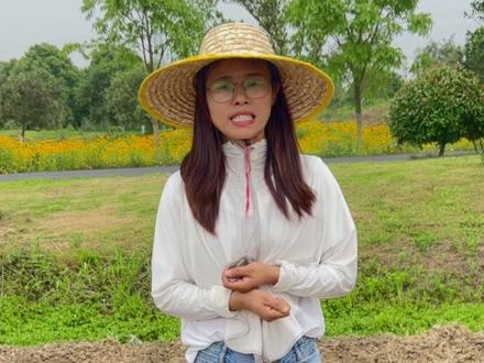 益母草应该怎么种?有哪些注意事项?跟我们一起来播种益母草吧#益母草 #益母草种子 #益母草红枣汤 #益母草对女朋友十分友好 #三农