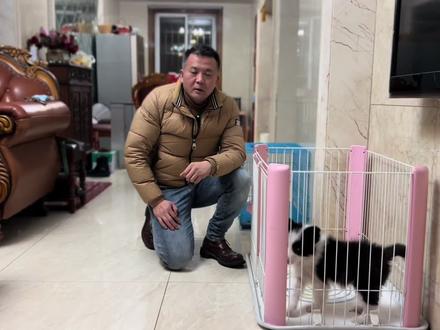 狗狗咬尿垫怎么纠正呢?皮鞋飞过去是小事,不行还有更刺激的。#训犬 #训犬教程 #训犬师 #训狗 #宠物训练 #铲屎官 #训练狗狗 #边牧