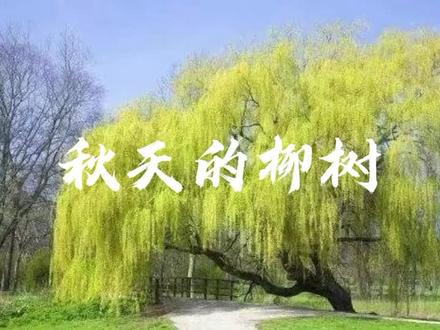 电视散文|《秋天的柳树》
