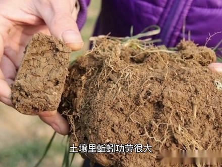 土壤是怎么形成的?#探秘 #每天学习一点点 #科普一下 #萌知计划 #知识分享