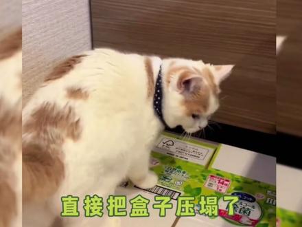 看看那些倒霉的猫咪,哪个最搞笑。#猫咪有多贪吃 #猫咪的迷惑行为 #倒霉的猫