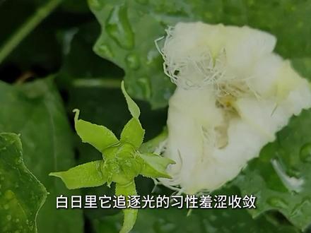 它是植物界里的夜猫子 #栝楼花 #奇花异草 #药用植物