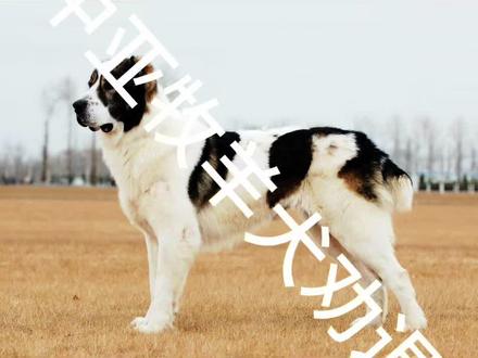 中亚牧羊犬劝退 #中亚牧羊犬