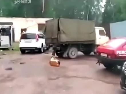 #看一遍笑一遍 #动物倒霉 刀哥僵直瓶,狗狗倒霉瞬间。