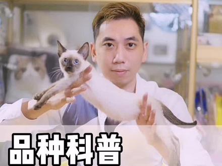 南哥带你认识#暹罗猫 @传统暹罗猫 就是泰猫,长毛版就是#巴厘岛猫 你学废了吗?@NB家的传统暹罗猫