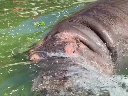 仔细听听河马的声音~#河马 #北京种草大会 #神奇动物在中国 #我们的共同家园