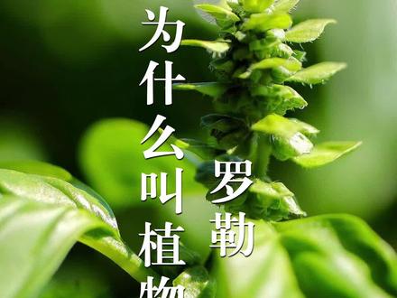 罗勒又叫金不换、兰香,能食用、做精油能提神,还能滋润皮肤,被称为植物之王!#植物科普 #植物 #罗勒 #中草药 #香氛 #精油 @DOU+上热门
