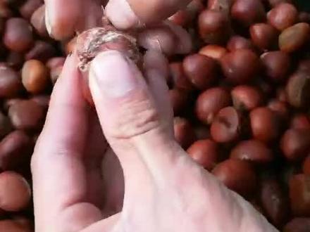 我们只卖炒货专用的的老品种栗子,无内腐,这黄度,这软糯性,打冷足够后的甜度!绝对是让你花中端的价格买高端的品质