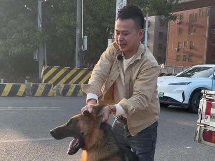 同安抓德牧 养狗看是很简单,想教会一条狗听话是不是很难🤣#德牧 #萌宠出道计划 #不养狗不知道养狗的乐趣 #同城热点