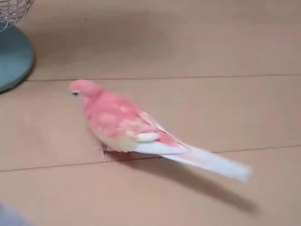 大鹏展翅#鹦鹉 #萌宠 #秋草鹦鹉 #🍑水蜜桃 #萌宠出道计划