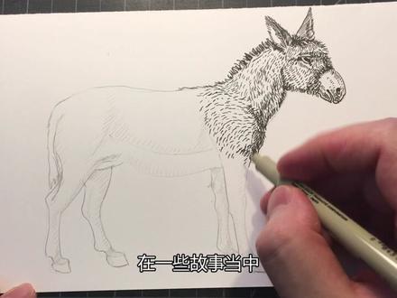 手绘动物百科之毛驴:驴打滚和驴什么关系?画一只驴告诉你