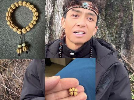 追根溯源子最古老的菩提#无患子