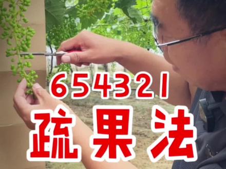 葡萄疏果的正确方法654321疏果手法视频教程阳光玫瑰葡萄疏果教程操作步骤云南疏果工太贵还是自己学习疏果动手干#葡萄种植 #葡萄疏果 #阳光玫瑰疏果 #疏果技术 #云南疏果团队 @DOU+小助手