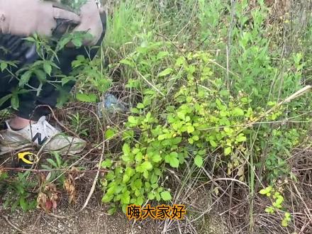 野生树苺您认识吗?树苺与掌叶覆盆子如何辨别?今天我来告诉您! #乡野田间 #我的乡村生活 #乡村味道