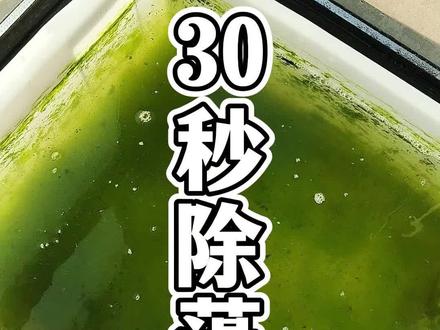 30秒解决鱼缸除藻问题 #养鱼经验分享 #养鱼日记 #鱼缸除藻