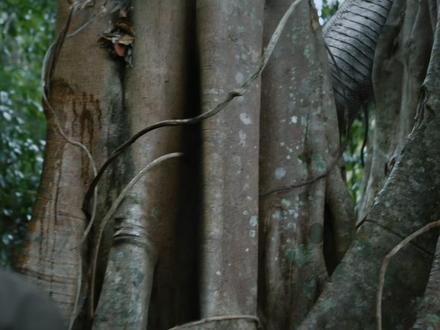 让我们回溯大约五千八百万年,回到古新世,就在恐龙消失后几百万年。地球正在恢复,生态系统正在重建,热带地区正在变成我们几乎认不出的样子。全球气温远高于今天,在如今的哥伦比亚北部地区。估计表明,全年平均气温至少为32摄氏度,几乎没有季节性的缓解。想象一个永不降温的雨林,即使在夜晚也是如此。一个空气本身感觉像持续桑拿的世界。没有冰盖,没有冬天,只有从极点到极点的无情湿热。森林蒸腾,水道在阳光下冒着热气,生命变得巨大,因为对于冷血动物来说,温暖消除了最大的限制,让泰坦巨蟒十分强大#科普 #分享知识 #动物科普 #科普一下 #科普知识