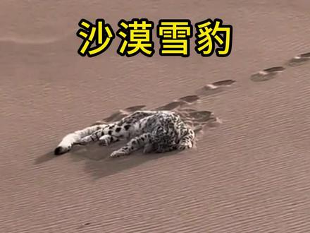 雪豹为了捕猎误入沙漠,结果迷路回不去了 #动物世界 #雪豹 #沙尘豹