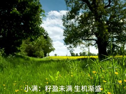 24节气-小满 #热点知多少