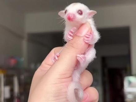 小鼻嘎「布丁」的成长日记#蜜袋鼯 #萌宠 #治愈小宠