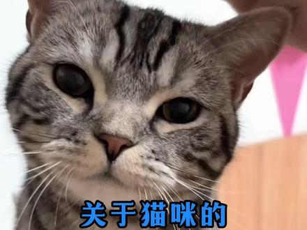 关于猫咪的4个冷知识 #铲屎官和他的主人#猫咪成精#科学养宠攻略#养猫#猫知识