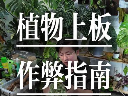 「🌿绿植党作弊级攻略|零成本拥有整面室内森林墙」
📝 内容核心要点
✨ 为什么现在都爱植物上板?
普通绿化带常见的雪莹常春藤,塞进上板球里瞬间高级感拉满,成片挂在墙上,直接把森林搬回家~
唯一小缺点:上板用的板+植球,成本比普通花盆+营养土要高。
🧩 零成本玩上板的压箱底技巧
✅ 【秋海棠实现植物自由】
买回来的丛生秋海棠轻轻一撕就能分出多株:大株直接上板,小株重新种回花盆,断掉的叶子别扔,放进盒子闷养1个月,又是一颗全新的秋海棠,无限循环根本用不完!
✅ 【不想买植物也能玩】
靠山吃山靠水吃水,本地有什么植物就板什么~比如缀化槲蕨这类蕨类,山上挖的和花钱买的上板效果几乎没有区别,颜值超高。
💡 行动号召
学会了就赶紧动手,不停上板很快就能挂满一整面墙,轻松拥有属于自己的室内小森林~
#抖音宝藏生活家 #阳台里的春和景明 #抖音生活观察计划 #你的家乡有这种植物吗 #板植