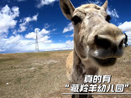 原来真的有“藏羚羊幼儿园”! #生命树 #藏羚羊 #索南达杰 #索南达杰保护站 #可可西里 @青海文旅