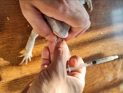 爬宠暴瘦,厌食,无力,该驱虫啦#爬宠 #萌宠 #鬃狮蜥 #一袋鬃狮养爬日常#创作灵感