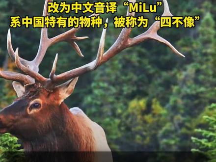 回归中国40年后麋鹿在西方改回中国名