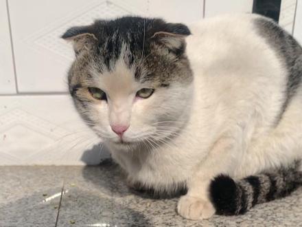 豆汁登场全场尖叫#狗狗 #萌宠 #早餐店流浪狗包子 #关爱流浪动物 #猫咪