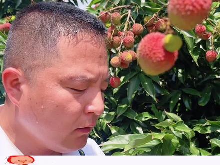 活荔枝和死荔枝到底怎么区别?#荔枝 #海南妃子笑荔枝 #三农流量扶持计划