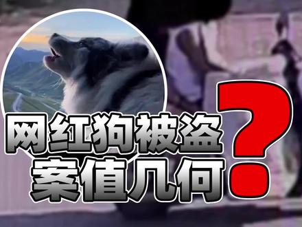 网红狗被盗宰杀如何追责?案值计算或许跟很多人想法不同 一条拥有百万粉丝的网红狗“锄头”疑似被人偷走后宰杀,对于这种行为如何追责引发了讨论,此类情况是否可以追究刑事责任?聊聊我的看法供参考。#法律 #边牧 #盗窃罪 #抖来普法2026 #深度理性计划
